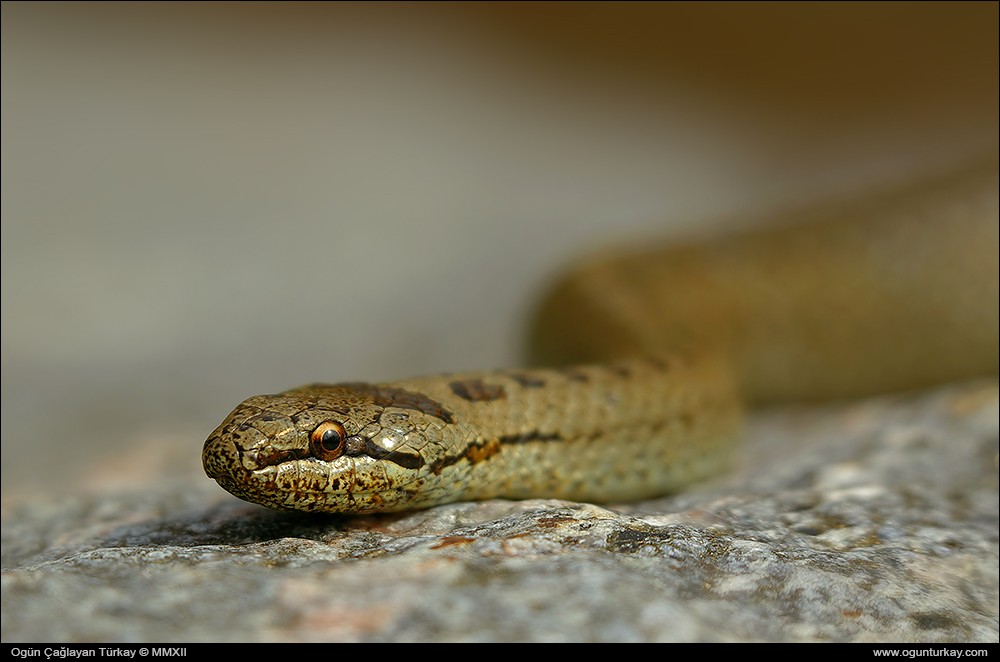 Coronella austriaca - Smooth snake