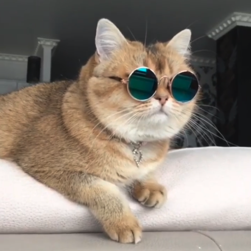 EvilCuteCat