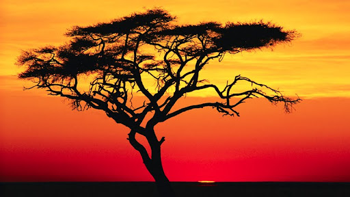 Acacia Tree at Sunset, Africa.jpg