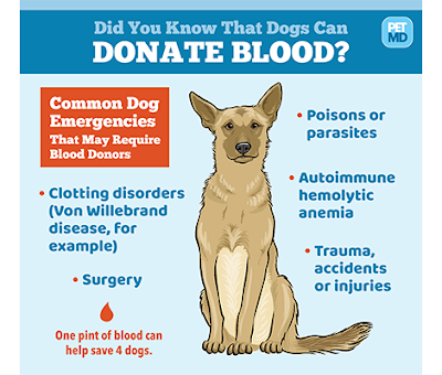 Tình trạng chó cần được truyền máu