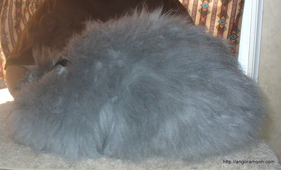 Who needs free choice or per day? - Rabbits