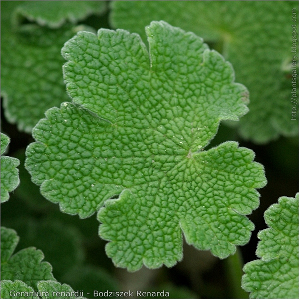 Geranium renardii leaf - Bodziszek Renarda liść