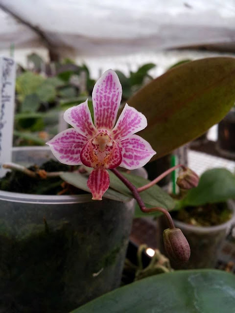 Phalaenopsis Alyos Alyos