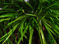 Blyxa japonica