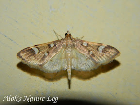 Crambidae, Spilomelinae, Cotachena sp (c.f. pubescens)