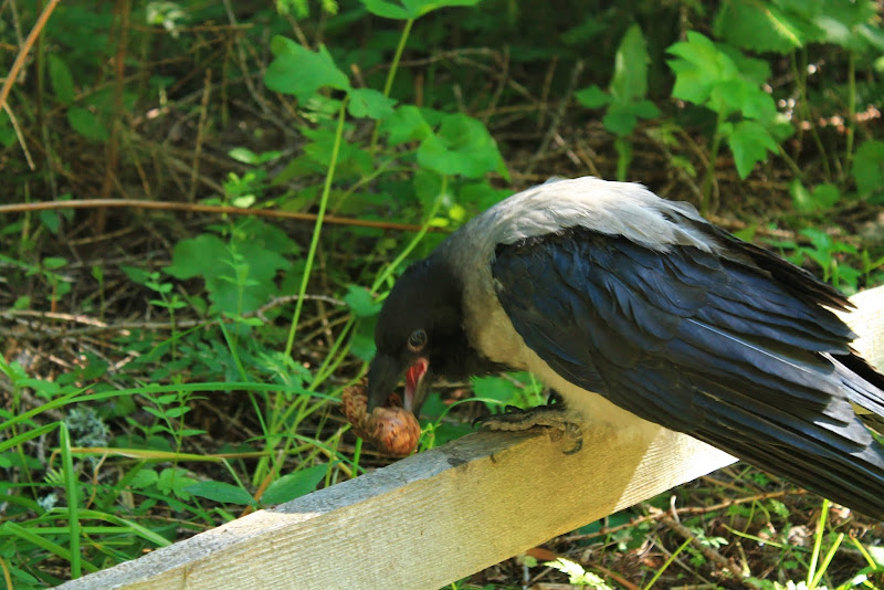 Золотое кольцо Карелии (фото).