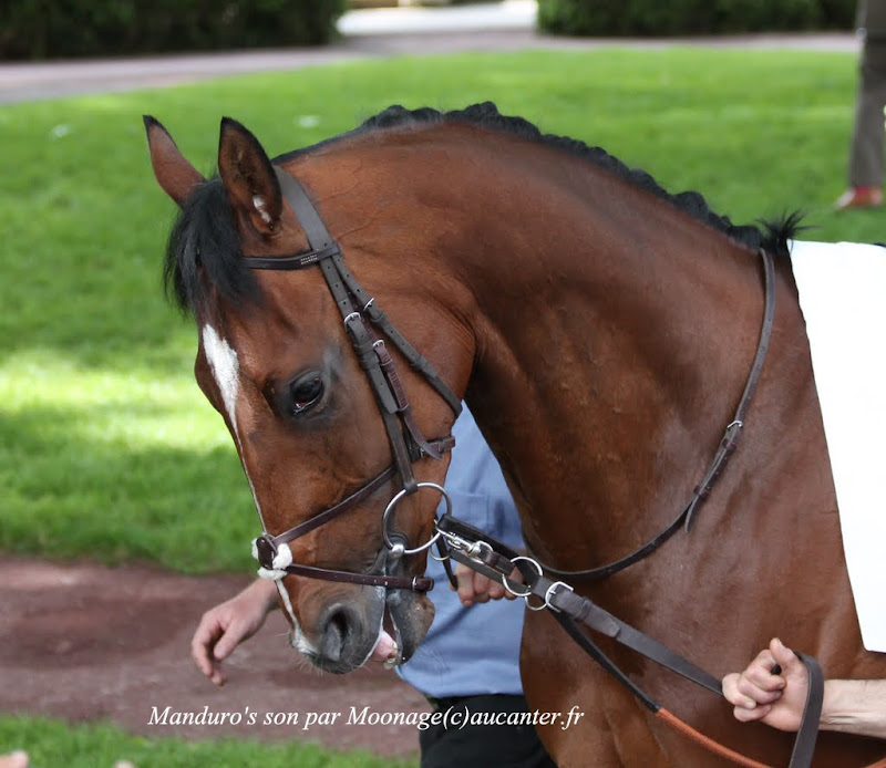 Photos Longchamp 25-05-2014 IMG_1128
