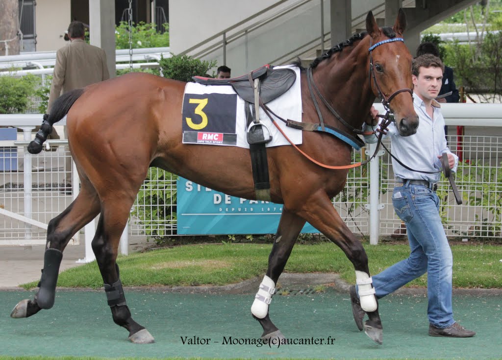 Photos Auteuil 16-05-2015 Week-end printanier de l'obstacle - Page 2 IMG_9846