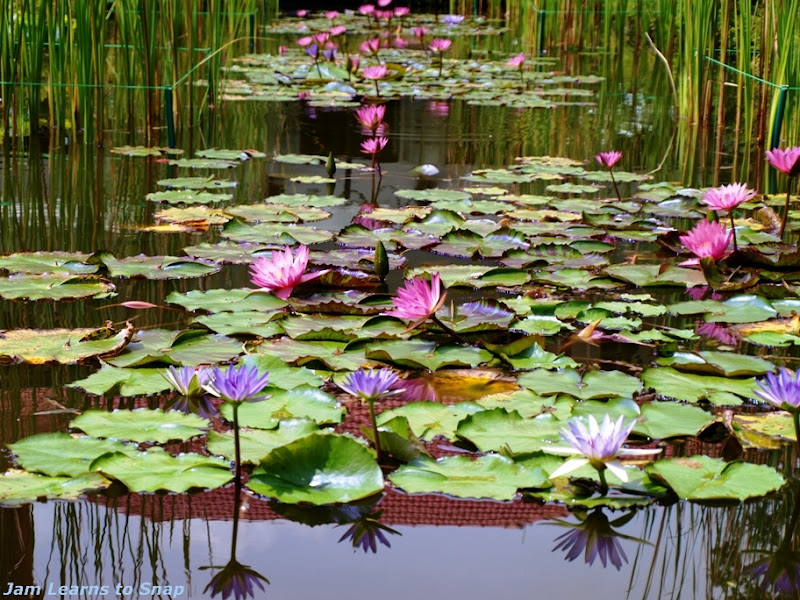 Water Lily Pond Water Lily Pond picture flowers photo