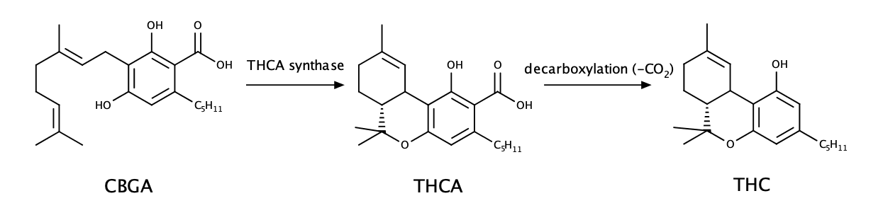 what is thca?
