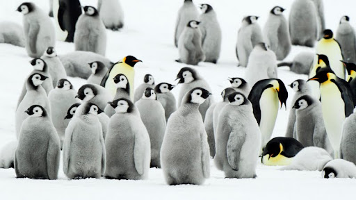 Emperor Penguins, Antarctica.jpg