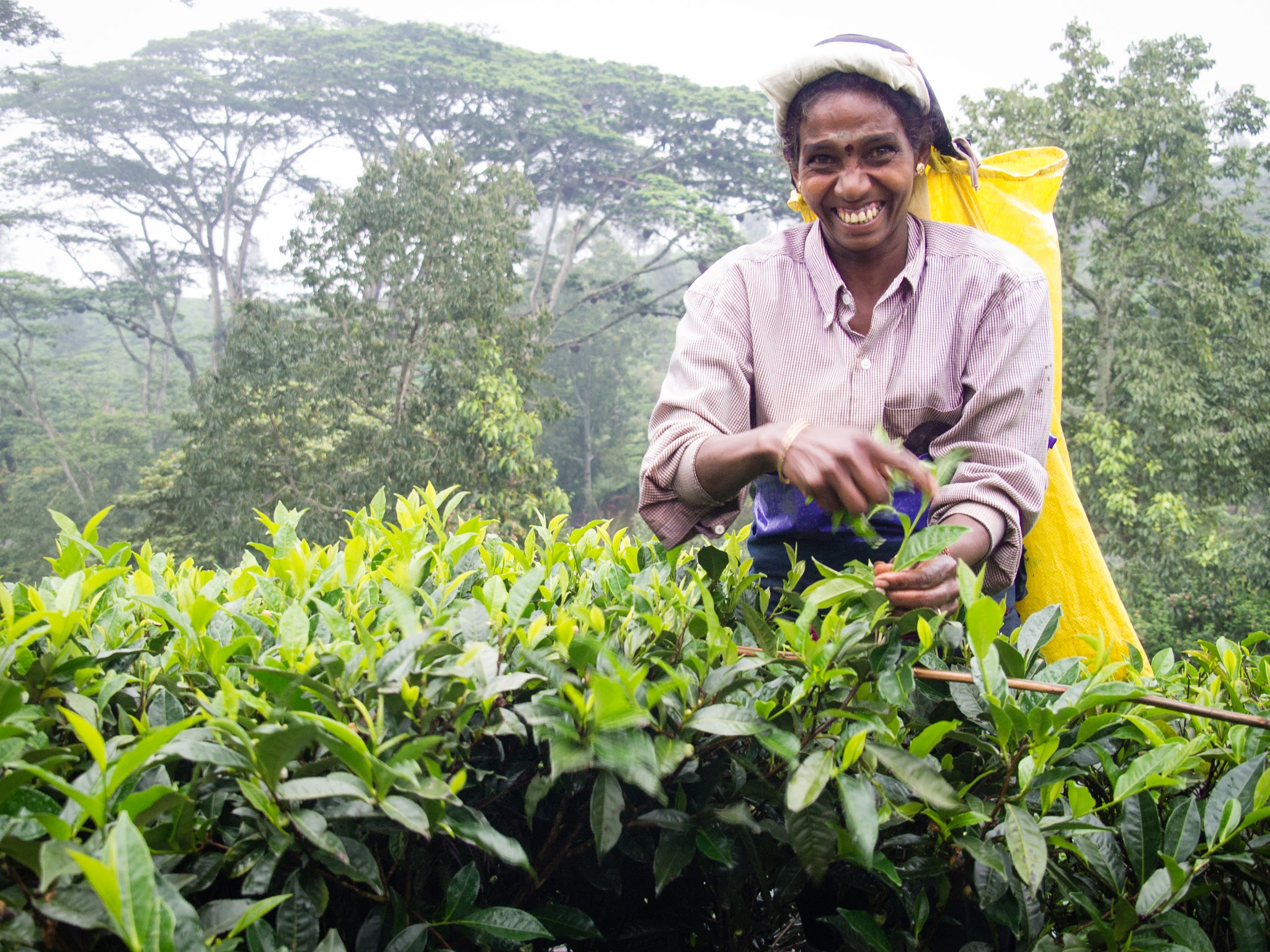 tea picker in Sri Lanka's hill country