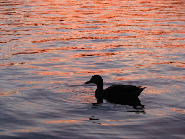 duck on Spy Pond at sunset