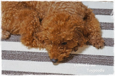 犬の気持ち 通訳します はウソか本当かにこだわらなければ 心が温まる本です うちの子はトイプードル