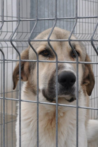 El de molosos (foro) - ***Adoptado*** Mastin Español, tranquilo. rescatado perrera Rioja - Adoptados
