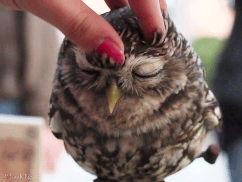 Lovely-Owl-e-g%252Bfrank_hgs