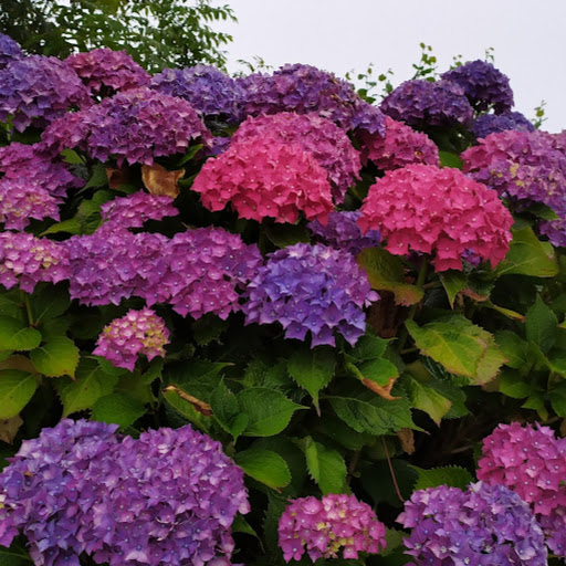The Impatient Gardener: Expert garden bloggers share their ...