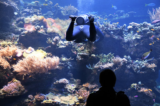 Aquarium «Steinhart Aquarium», reviews and photos, 55 Music Concourse Dr, San Francisco, CA 94118, USA