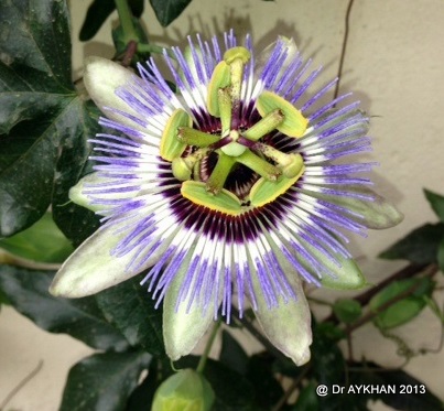 Passiflora clear sky