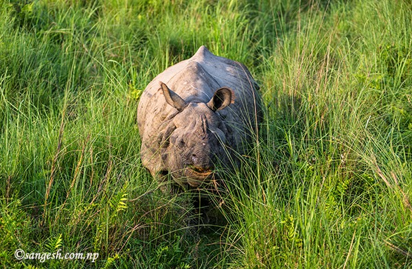 The Asian one horned rhino at Royal Chitwan National Park