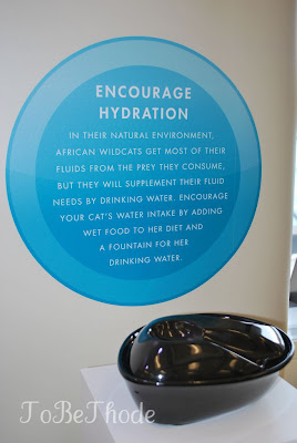 cat hydration