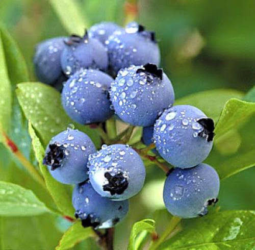 Cooking For The Sabbats Blueberry Mead Recipe Litha And Midsummer Solstice Sabbat Recipes