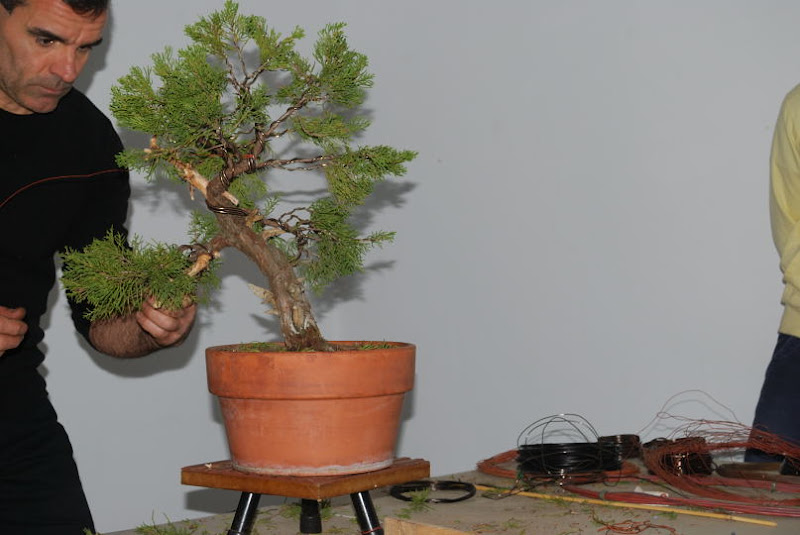 XI Exposición Invernal de bonsai de la A.S.B. Chokkan 172%252520XI%252520Exp.Inv.%252520ASBC%25252020111204%252520245