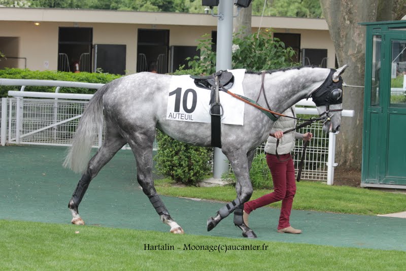 Photos Auteuil 16-05-2015 Week-end printanier de l'obstacle  IMG_9514