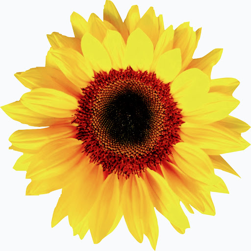 Sunflower Cremation and Burial logo