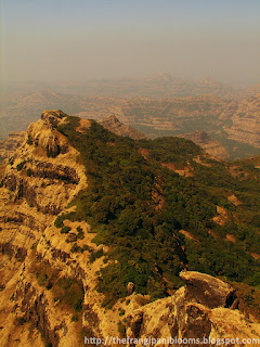 Layered Basalt Western Ghats