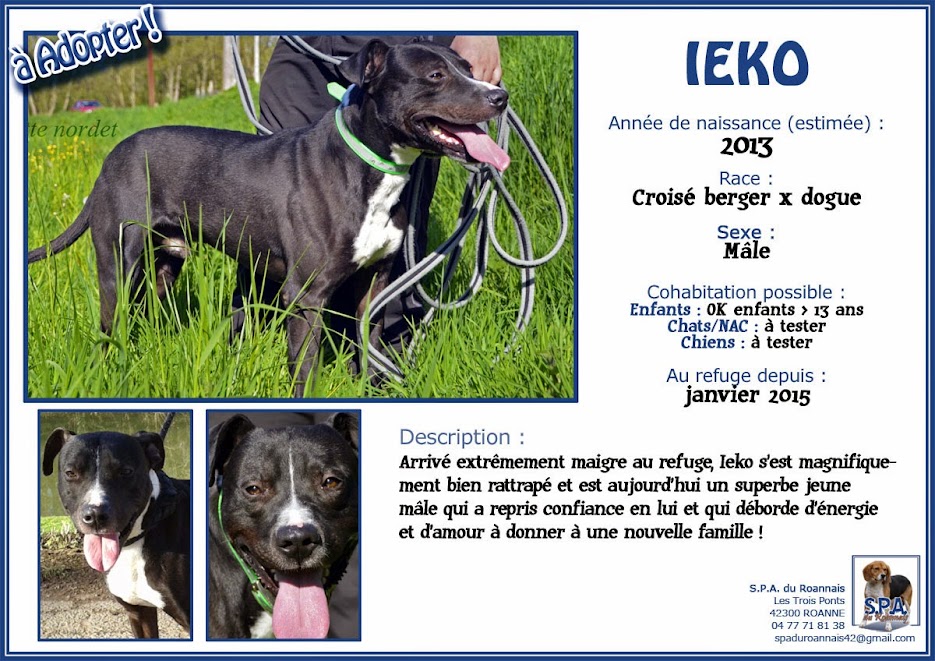Urgence pour plusieurs chiens à la SPA -Roanne Fiche-IEKO-2013
