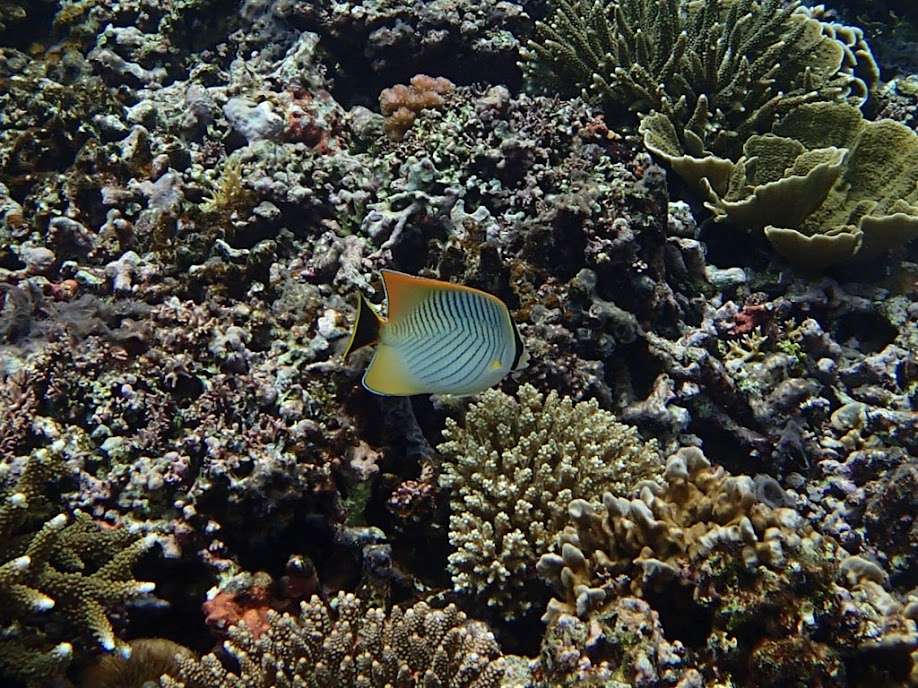 Chaetodon trifascialis (Chevron Butterflyfish), Small Lagoon, Miniloc Island, Palawan, Philippines.