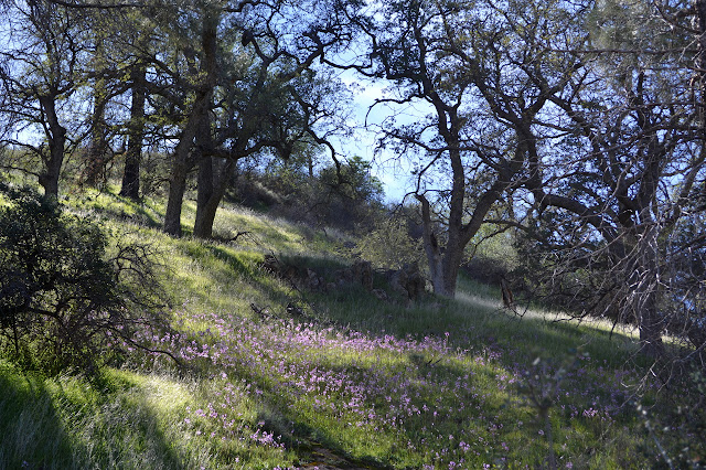 valley oaks and shooting stars