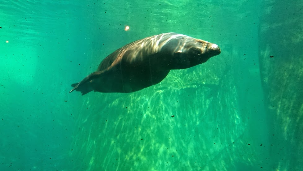 A seal swimming upside down.