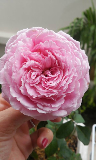 Hồng ngoại Soeur Emmanuelle Rose của chị Vũ Thị Hương Giang