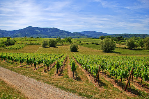 Vins d'Alsace Robert Blanck