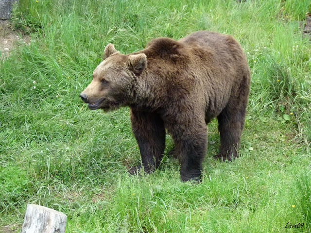 J'ai vu l'ours... Nananère ! Ours1520027