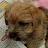 Miss Norfolk Terrier