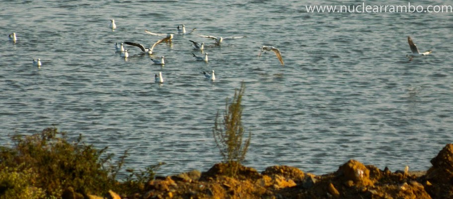 Sea gulls at Bandra Reclamation