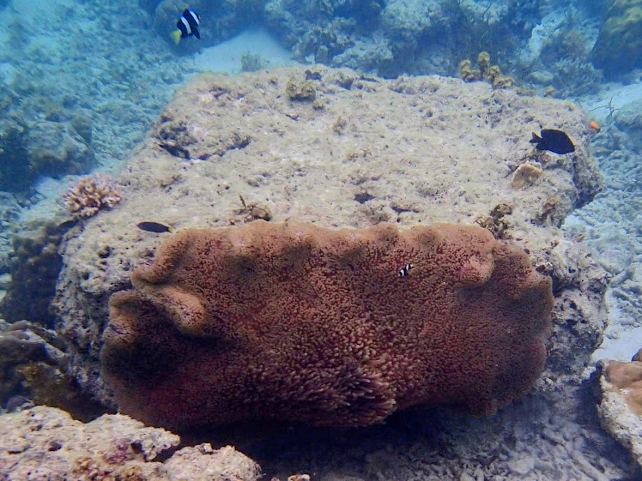 Stichodactyla mertensii (Merten's Carpet Anemone), Entatula Island Beach Club reef, Palawan, Philippines.