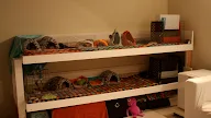 How To Make Your Own Cage For Guinea Pig