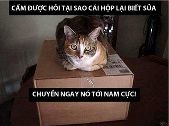 Ảnh chế Mèo hài hước, vui nhộn nhất Ảnh chế Mèo nguy hiểm