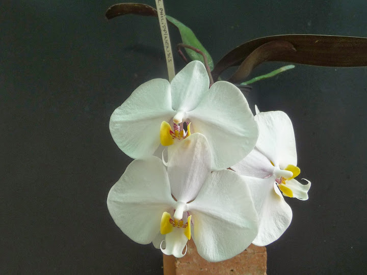 Phalaenopsis philippinensis P1190013