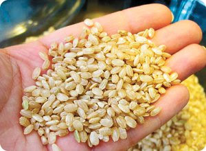 Надзор за качеством зерна и семенной контроль