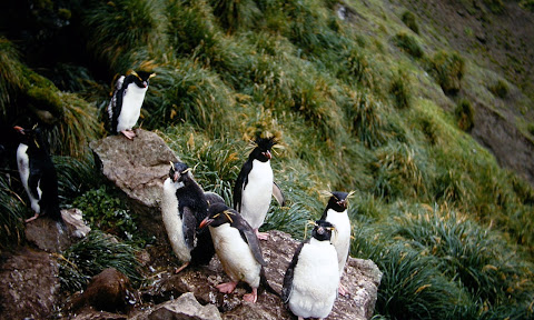 ペンギンの集団を探そう