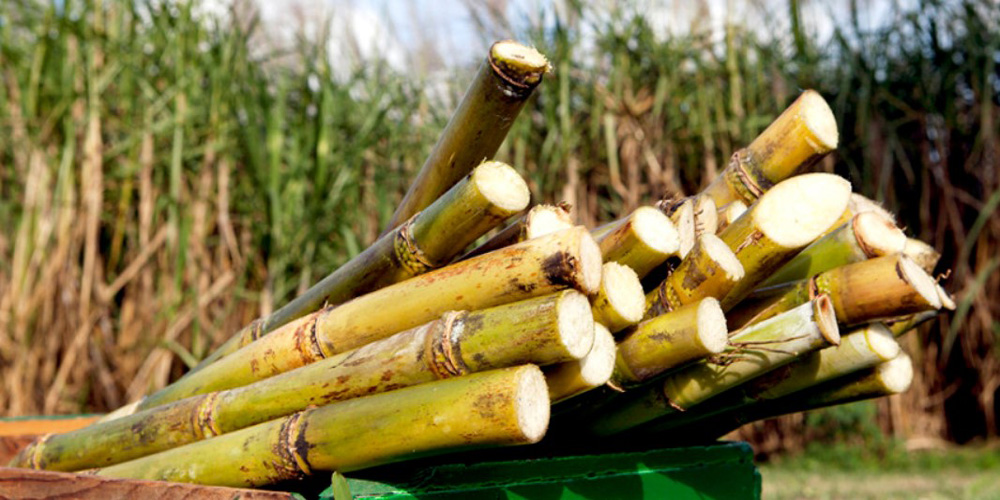 Union Government Announced a Package of 8000 Crore for Sugarcane Farmers