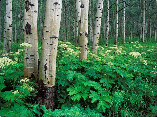 Aspen and Cow Parsnip,.jpg