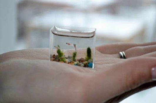  اصغر حوض سمك في العالم  Micro_miniature_art_aquarium_05
