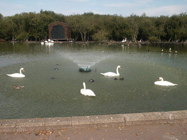 Swans at the Lough, Cork