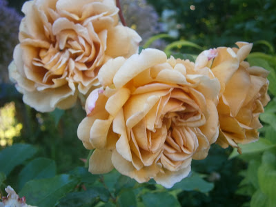 [Bild: P6130794.JPG]